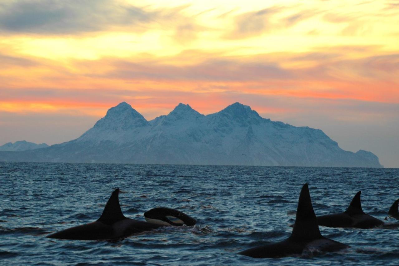 Mortsund Lofoten Feriehus Leknes